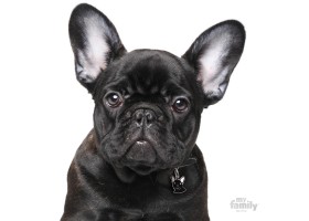 Dog tag Friends French Bulldog Black