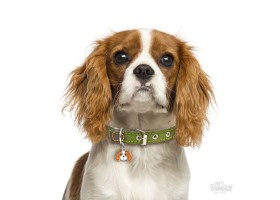 Chapa Perro Friends Cavalier King Blenheim