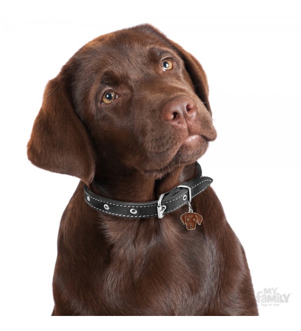 Chapa Perro Friends Labrador Chocolate