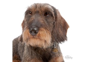 Brown Wire-Haired Dachshund Dog Tag