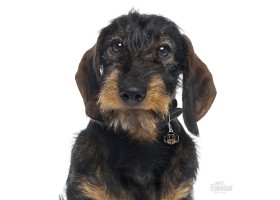 Metal Dog Tag Friends Wire-Haired Black Dachshund