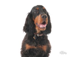 Chapa Perro Friends Gordon Setter