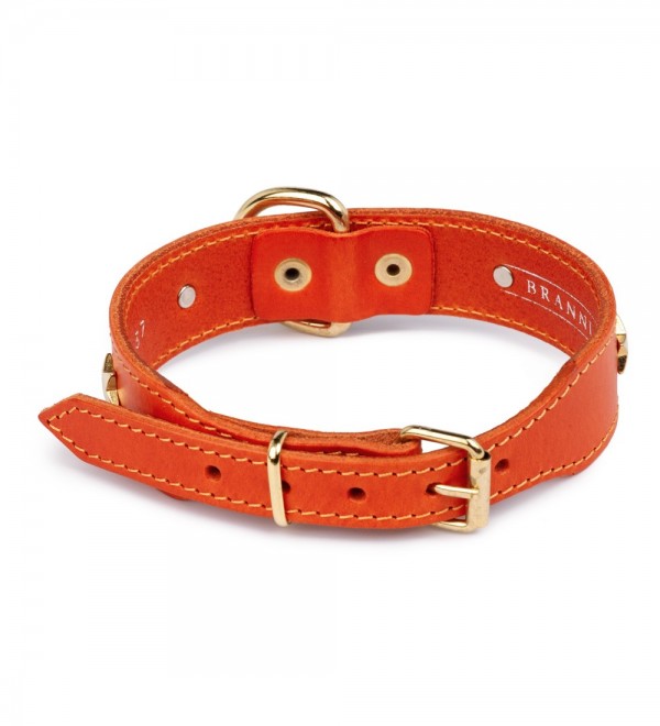 Collar De Cuero Para Perro - Star Naranja