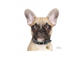 Chapa Friends French Bulldog Brown
