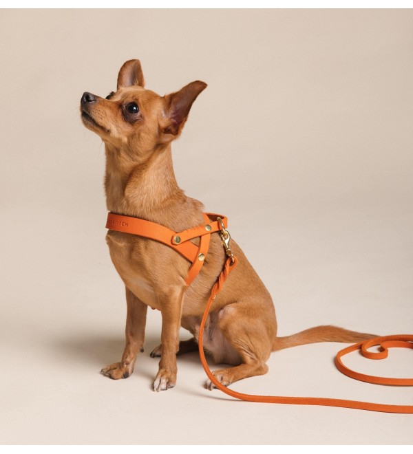 Butter Mango Harness