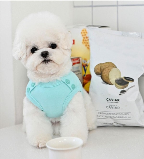 Camiseta para perros Paws Azul