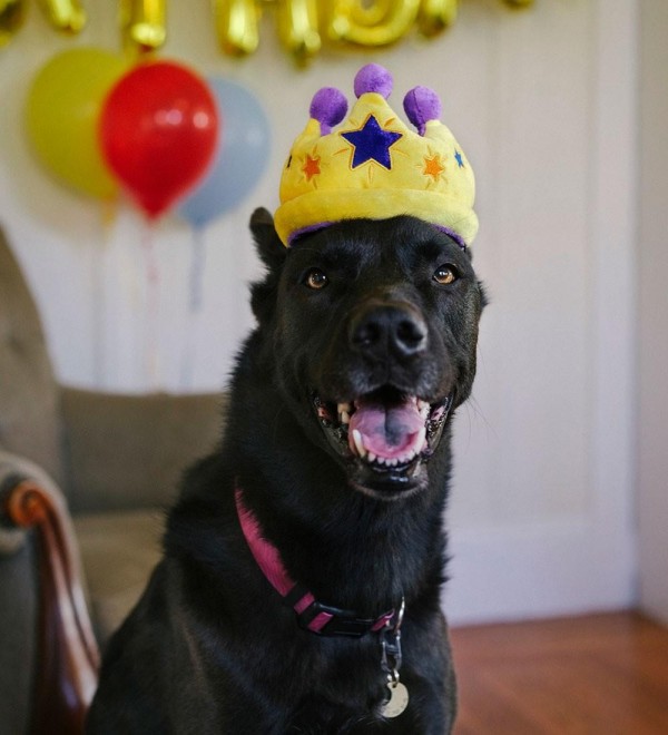 Peluche Corona Cumpleaños