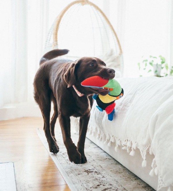 Toucan Stuffed Animal