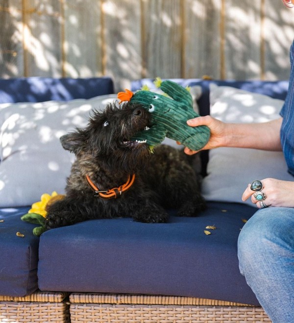 Cactus plush