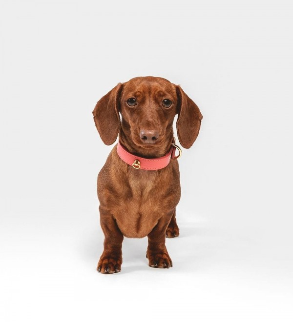 Collar Cuero Perro Juno Coral