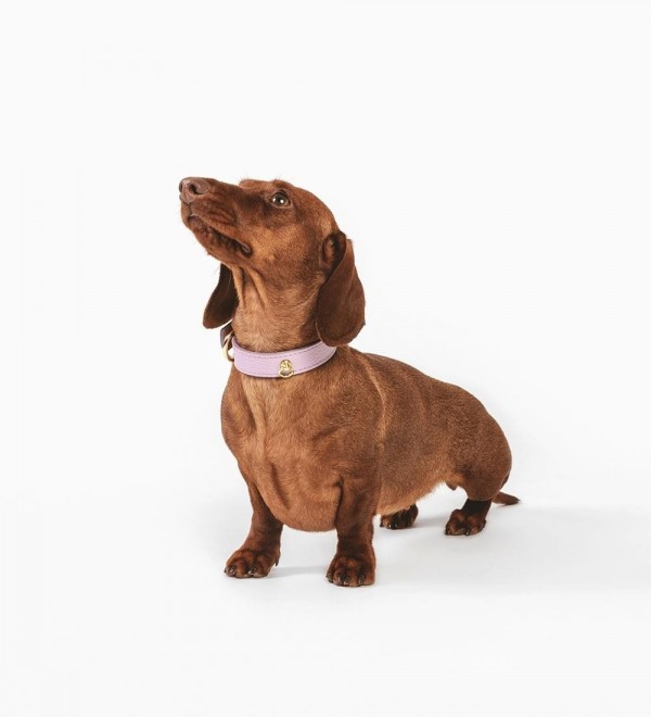 Collar Cuero Perro Juno Lavanda