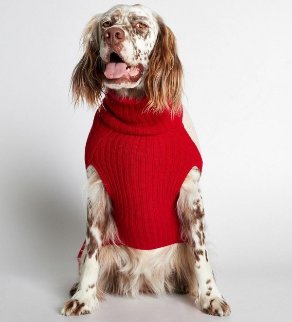 Red René Dog Jersey