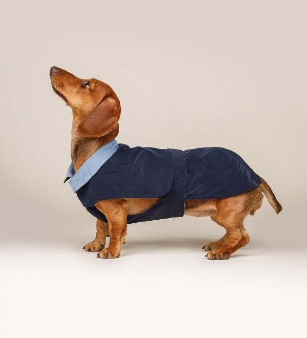 Dog coat - Trench Prestige Blue