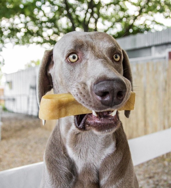Mordedor Snack Perros - Barrita Churpi