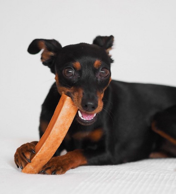 Snack Chew Toy for Dogs - Churpi Stick