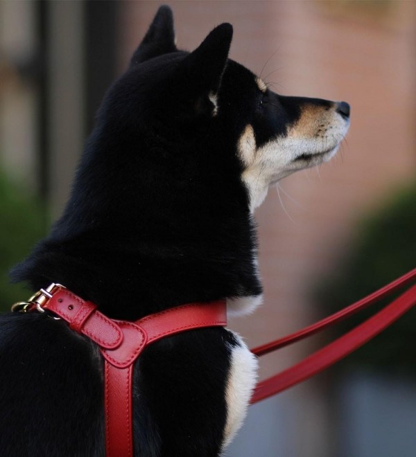 Scarlet Harness
