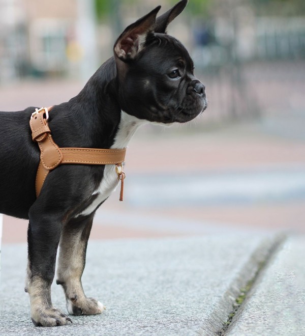 Caramel Harness