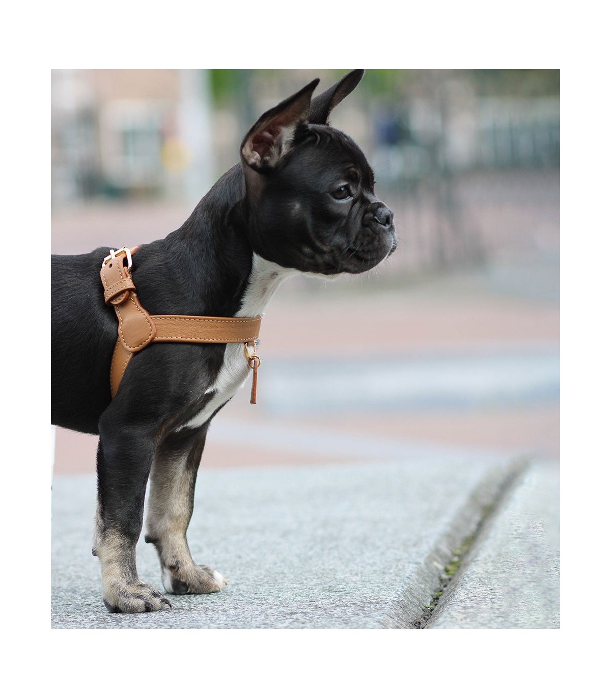 Caramel Harness - . Leather harness for dogs