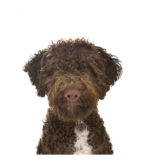 "Chapa Perro Friends Perro de Aguas" translates to "Dog Tag Friends Water Dog" in English.