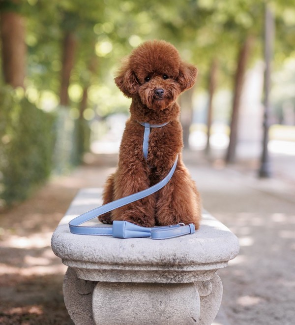 Leash para Perros Grandes Strong Azul