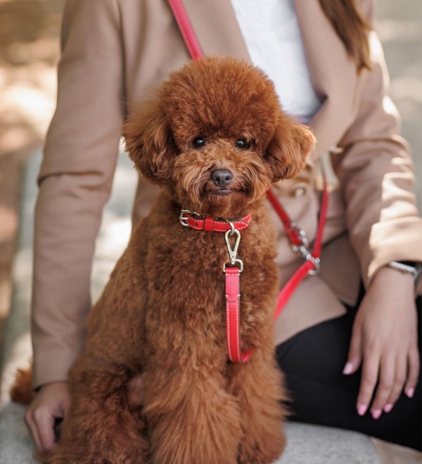 Collar Leather Dog Essential Poppy