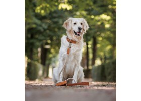 Collar Large Dog Taupe Camel