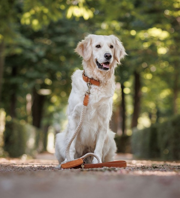Collar Large Dog Taupe Camel