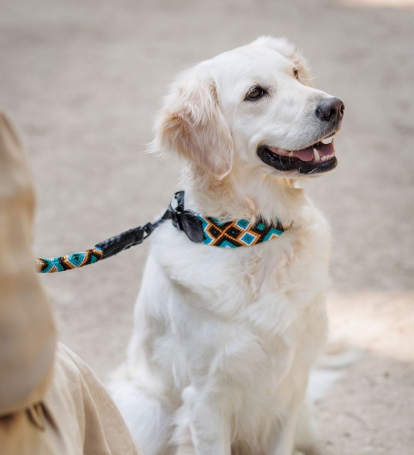 Collar Handmade Leather Dog Collar Ak'ubal