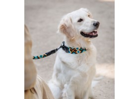 Leash for Round Ak'ubal Dog