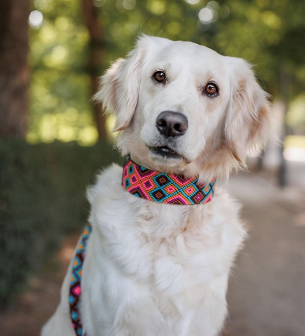 Collar Handmade Leather Dog Collar Balamil