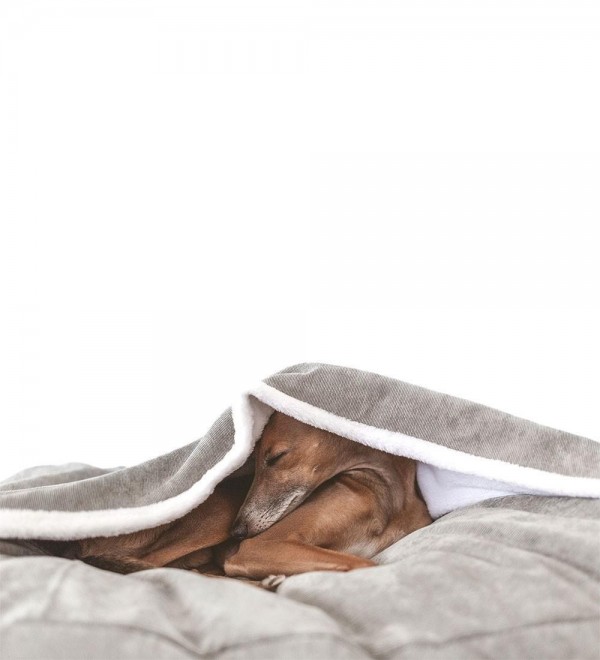 Manchester Removable Dog Bed Cover