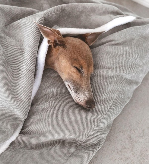 Cama Perro Desenfundable Manchester