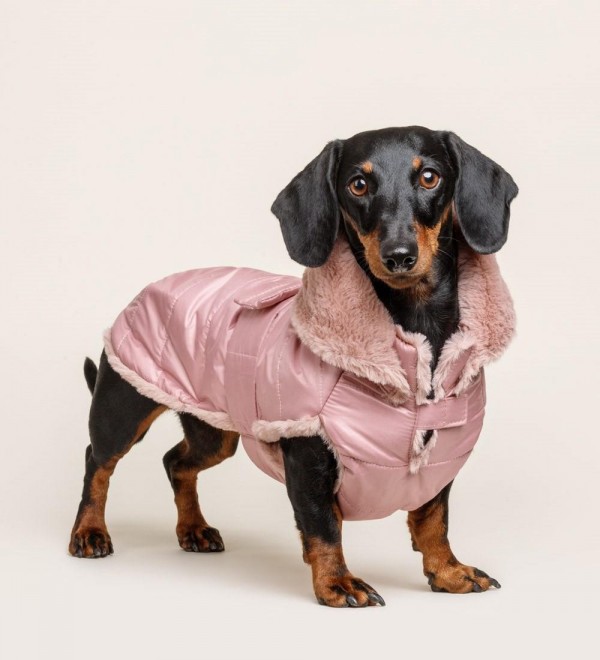 Dog Coat Pink Feathers