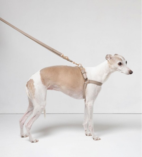 Mario Beige Dog Harness