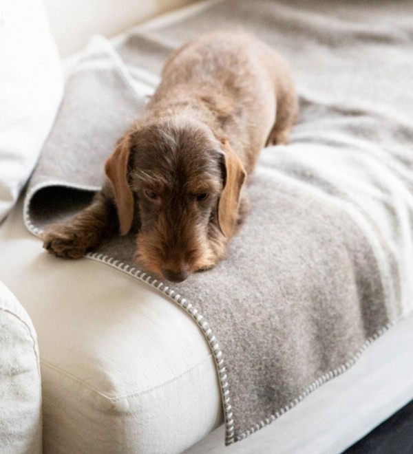 Dog Blanket Ansel Cream