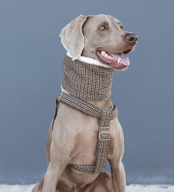 Cuello para Perro Urban Harry’s