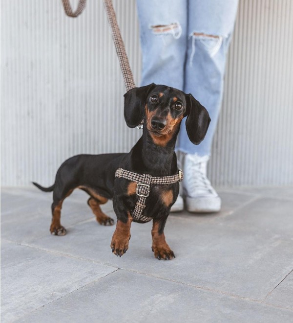 Arnés Perro Urban Harry’s