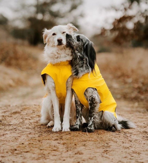 Yellow Milford dog raincoat