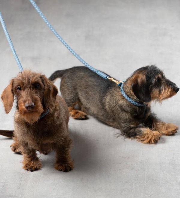 Collar Leather Dog - Ferdinando Blue