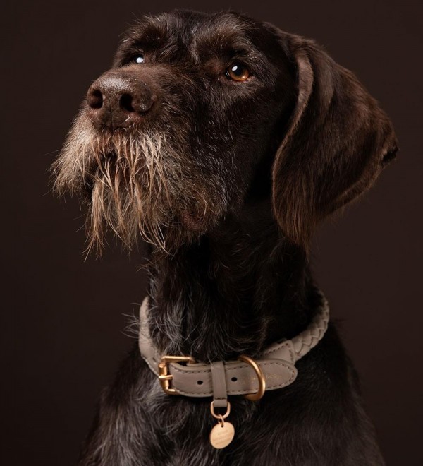 Collar Leather Dog - Beige Ferdinando