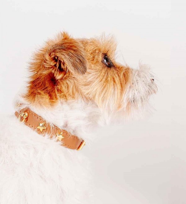 Collar Leather Dog Collar - Nara Regular Camel