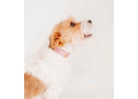 Collar Leather Dog - Regular Metal Pink