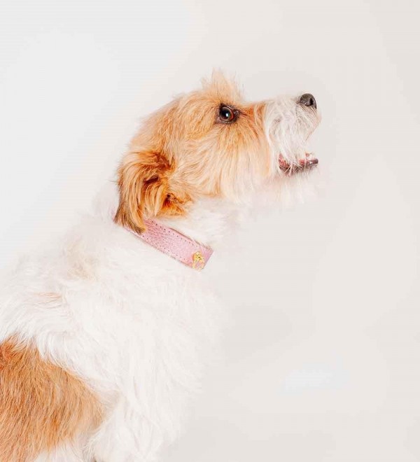 Collar Leather Dog - Regular Metal Pink