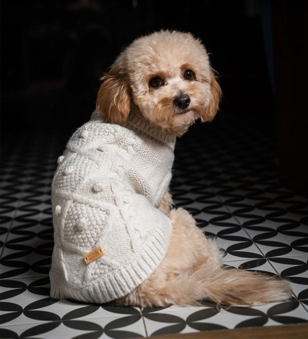 Dog Sweater - Keelan Cream