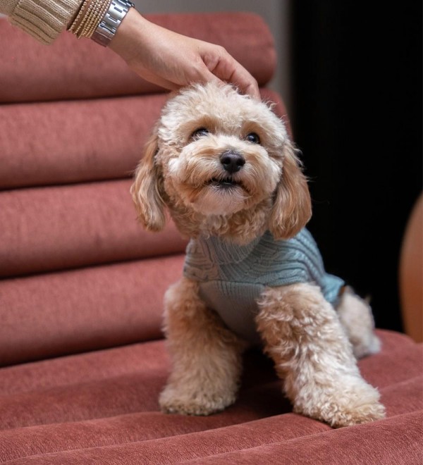Green Dog Sweater - 100% Merino Wool