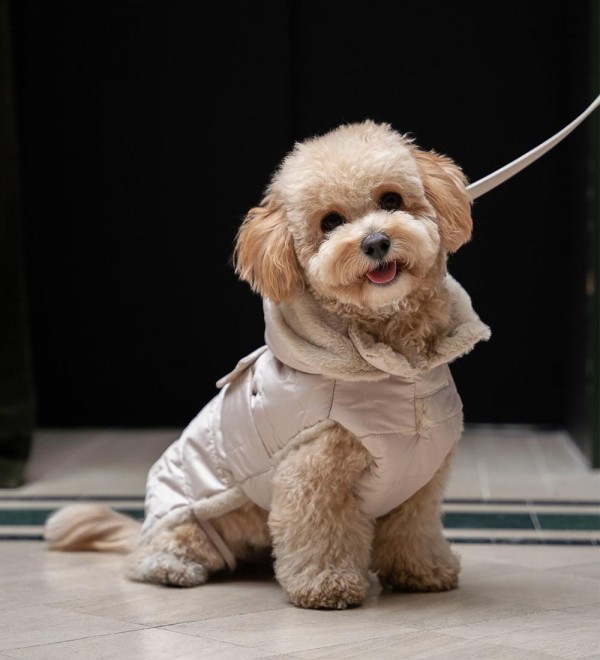 Beige Feathers Dog Coat