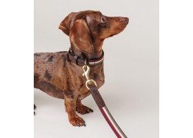 Leash Leather Dog Leash - Tricolor Varsity