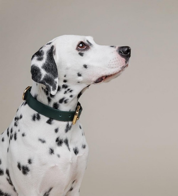 Green Heritage Leather Collar