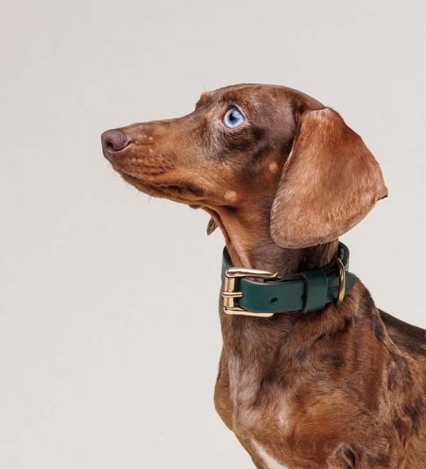 Collar Cuero Heritage Dark Green