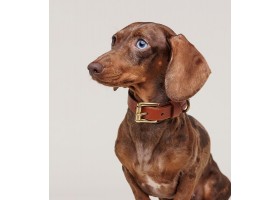 Collar Leather Heritage Camel